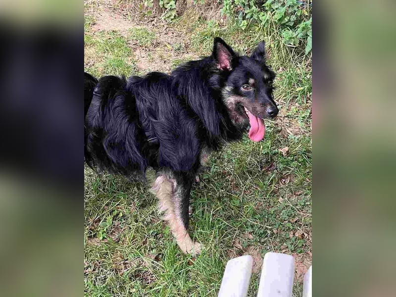 ⭐️EIKO⭐️, Rüde, 4 Jahre, 47 cm, Mischling, Tierschutz