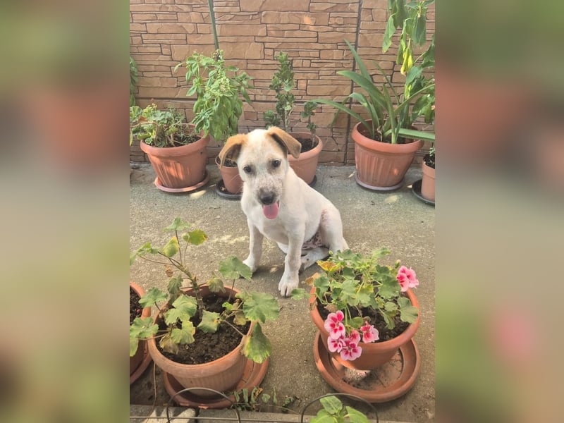 Hündin Gia würde Rumänien so gerne vor dem kalten Winter dort verlassen