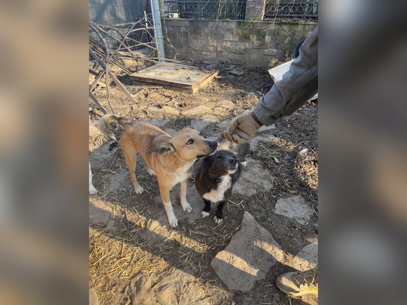 KIMBA, Hündin, 2,5 Jahre, 45 cm, Mischling, Tierschutz