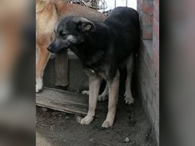 ⭐️GREY⭐️, Schüchterner Schatz, Hündin, 4 Jahre, 44 cm, Mischling, Tierschutz