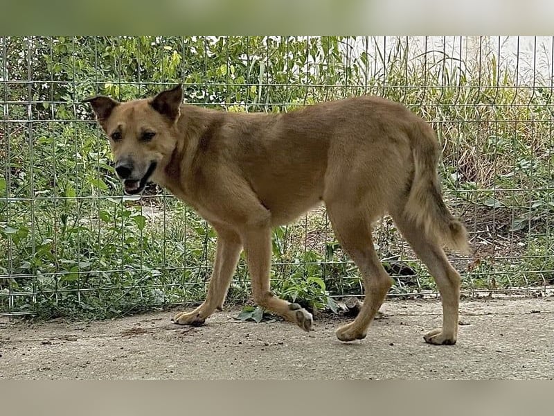 ⭐️FEIVEL⭐️, reizender Knopfaugen-Rüde, 4 Jahre, 46cm, Mischling, Tierschutz