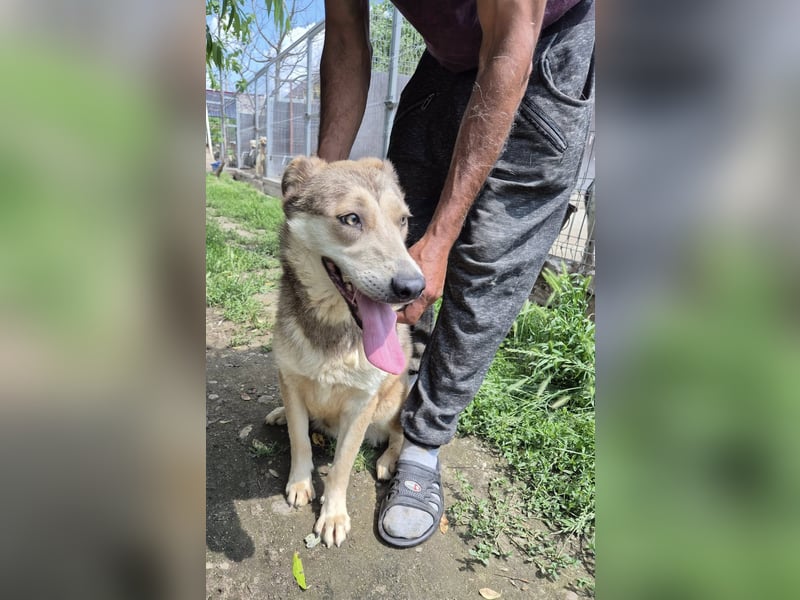 Rüde 107418 stellt sich vor