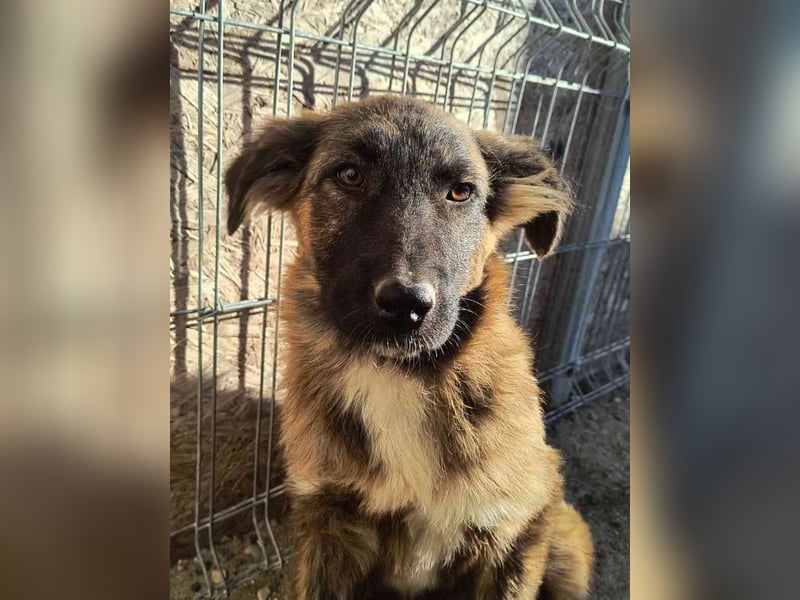 ⭐️CAJA⭐️, Hündin, 5 Monate, 40 cm, Mischling, Tierschutz