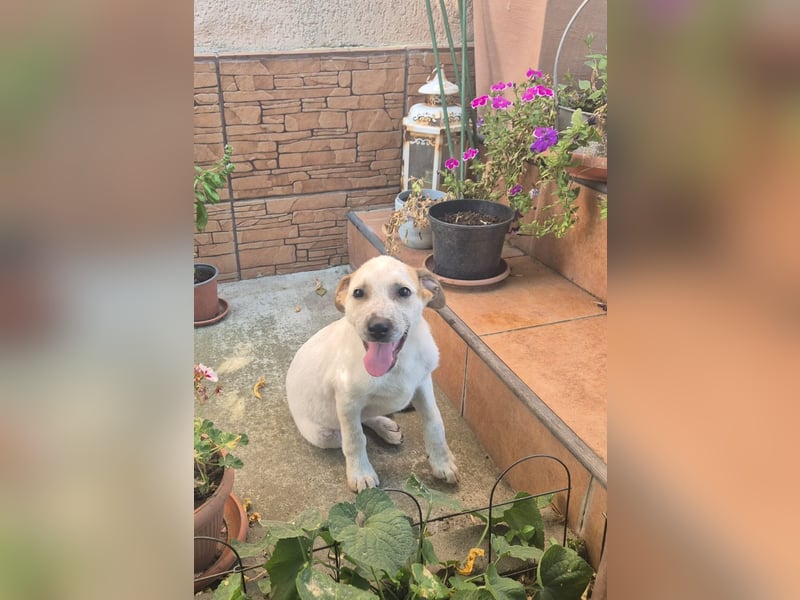 Hündin Gia würde Rumänien so gerne vor dem kalten Winter dort verlassen