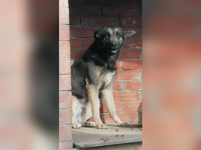 ⭐️GREY⭐️, Schüchterner Schatz, Hündin, 4 Jahre, 44 cm, Mischling, Tierschutz