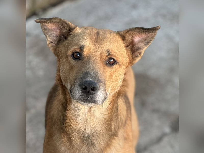 ⭐️FEIVEL⭐️, reizender Knopfaugen-Rüde, 4 Jahre, 46cm, Mischling, Tierschutz
