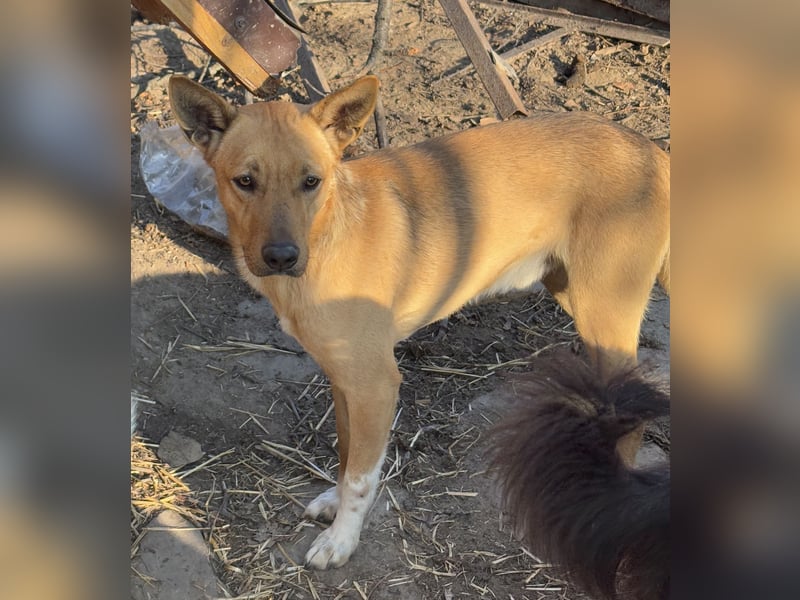 PIRI, sanftmütiger Junghund, Rüde, 2 Jahre, 46 cm, Mischling, Tierschutz