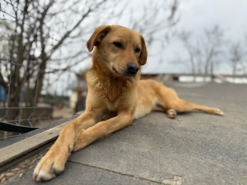 Hündin 219239 stellt sich vor