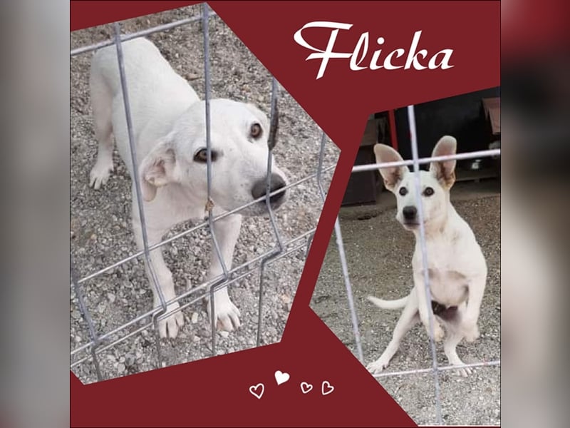 Die lustige Flicka sucht ihre Menschen