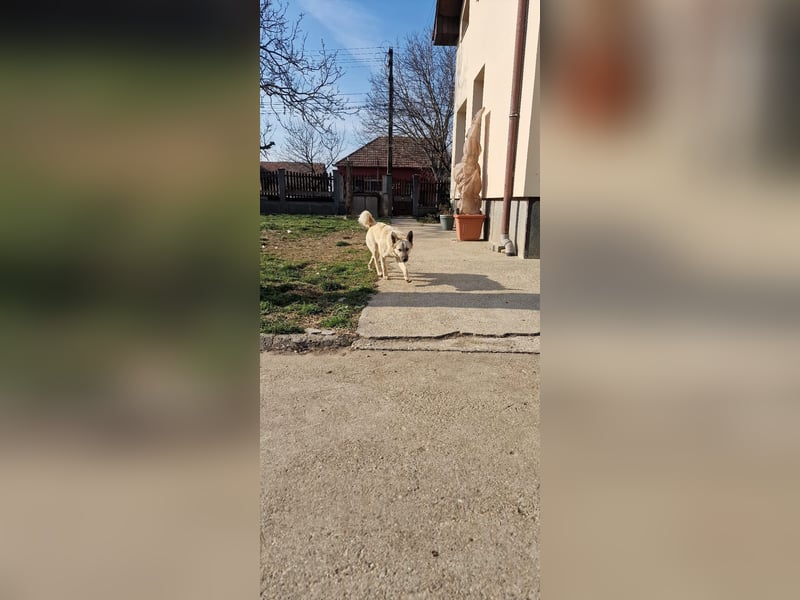 Kinderfreundlicher Welpe Paco möchte Rumänien schnell verlassen