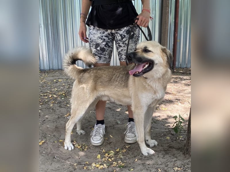 Csimo - Ein Hund auf dem Weg zum Traumhund