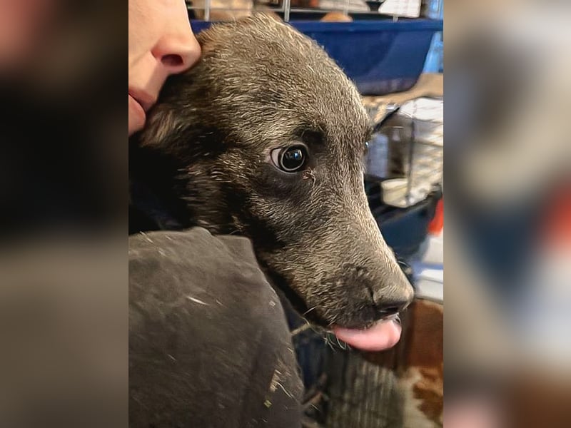 ⭐️GREY⭐️, Schüchterner Schatz, Hündin, 4 Jahre, 44 cm, Mischling, Tierschutz