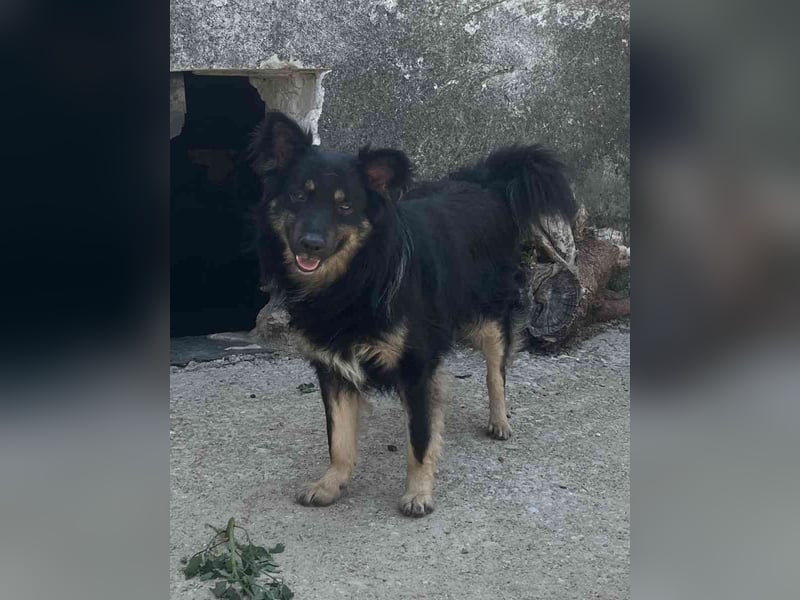 ⭐️EIKO⭐️, Rüde, 4 Jahre, 47 cm, Mischling, Tierschutz