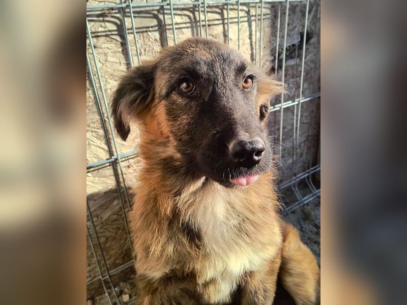 ⭐️CAJA⭐️, Hündin, 5 Monate, 40 cm, Mischling, Tierschutz