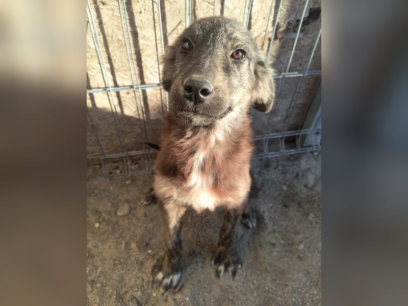 ⭐️HALLY⭐️, Hündin, 5 Monate, 40 cm, Mischling, Tierschutz