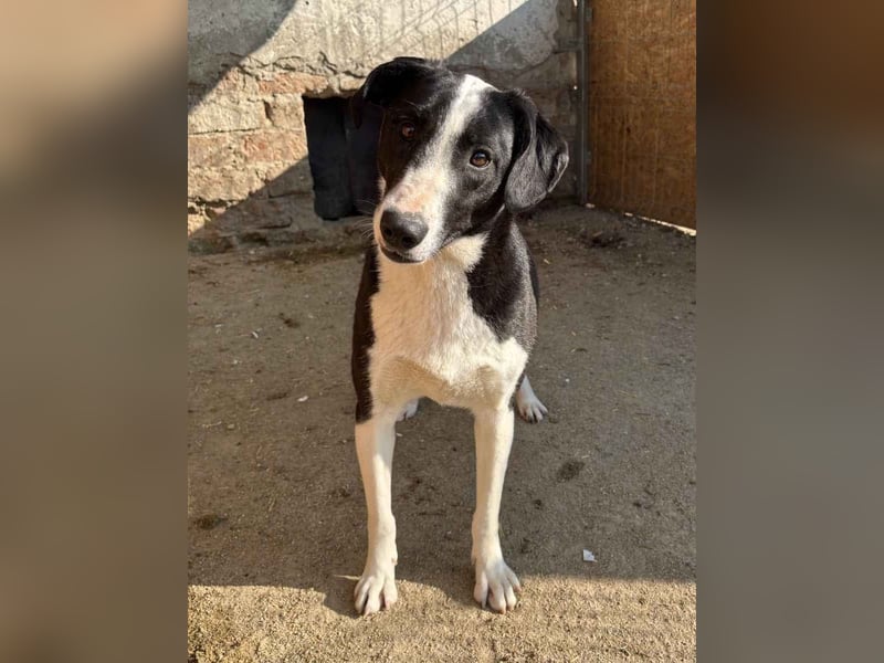 ⭐️YAFFA⭐️ Hündin, 2 Jahre, 43 cm, Mischling, Tierschutz