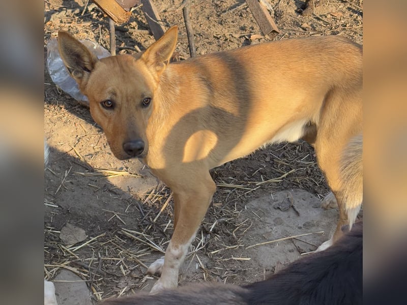 PIRI, sanftmütiger Junghund, Rüde, 2 Jahre, 46 cm, Mischling, Tierschutz