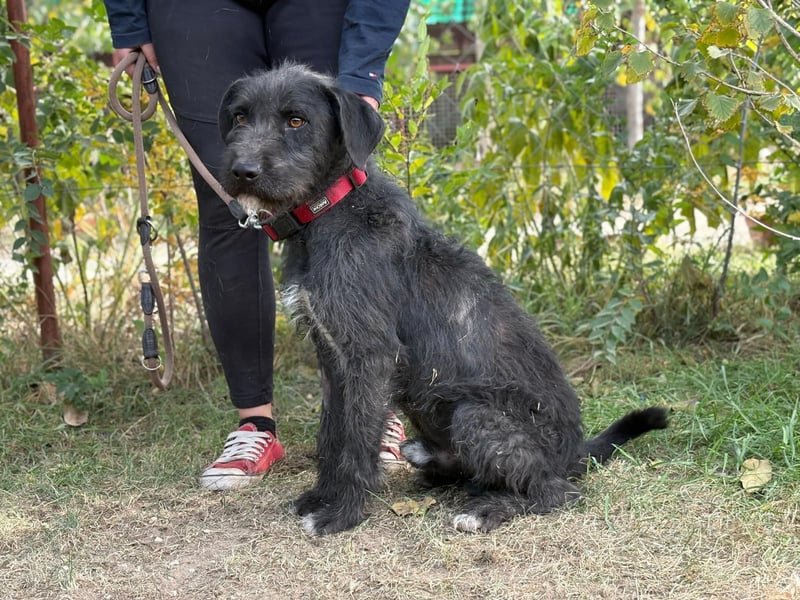 Leopold - fröhlicher, toller Hundemann