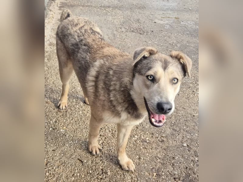 Rüde 107418 stellt sich vor