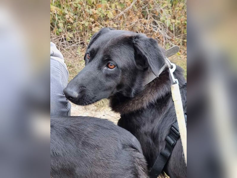 ⭐️COSTEL⭐️, Rüde, 2,5 Jahre, 42 cm, Mischling, Tierschutz