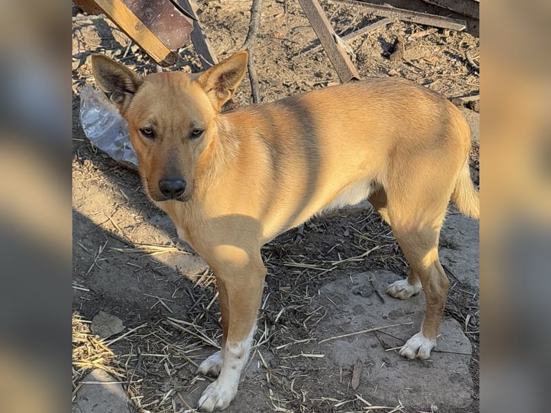 PIRI, sanftmütiger Junghund, Rüde, 2 Jahre, 46 cm, Mischling, Tierschutz
