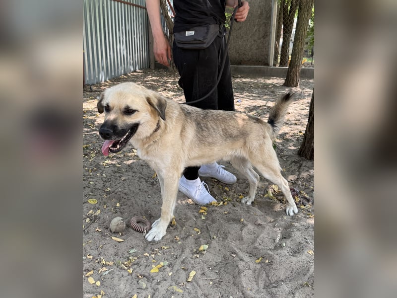 Csimo - Ein Hund auf dem Weg zum Traumhund