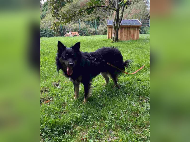 ⭐️EIKO⭐️, Rüde, 4 Jahre, 47 cm, Mischling, Tierschutz