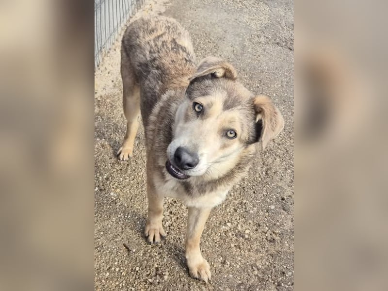 Rüde 107418 stellt sich vor