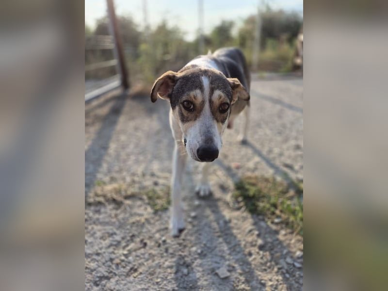 ⭐️ALINA⭐️, Hündin, 3 Jahre, 50 cm, Mischling, Tierschutz ⭐️ALINA⭐️, Hündin, 3 Jahre, 50 cm, Mischling, Tierschutz