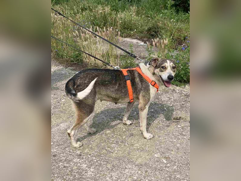 ⭐️ALINA⭐️, Hündin, 3 Jahre, 50 cm, Mischling, Tierschutz ⭐️ALINA⭐️, Hündin, 3 Jahre, 50 cm, Mischling, Tierschutz