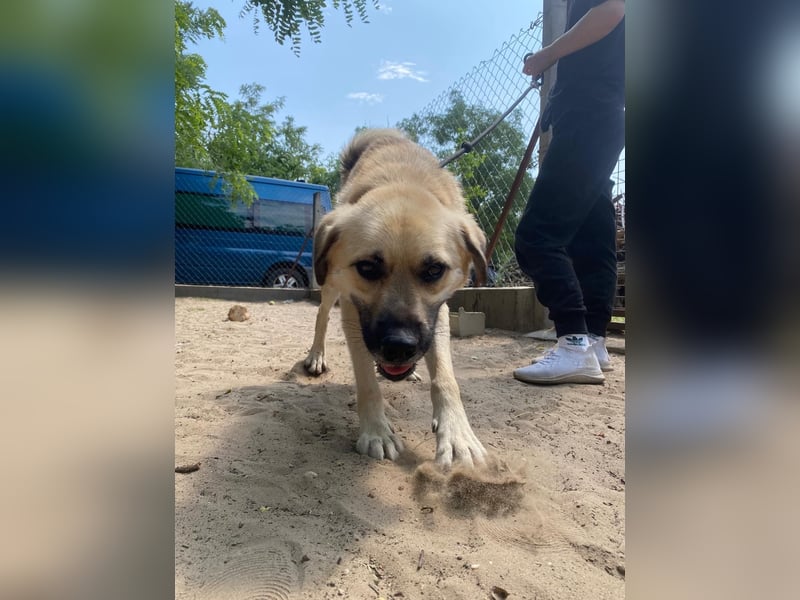 Csimo - Ein Hund auf dem Weg zum Traumhund