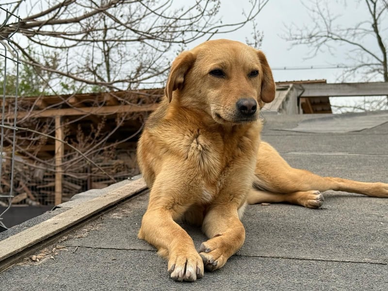 Hündin 219239 stellt sich vor