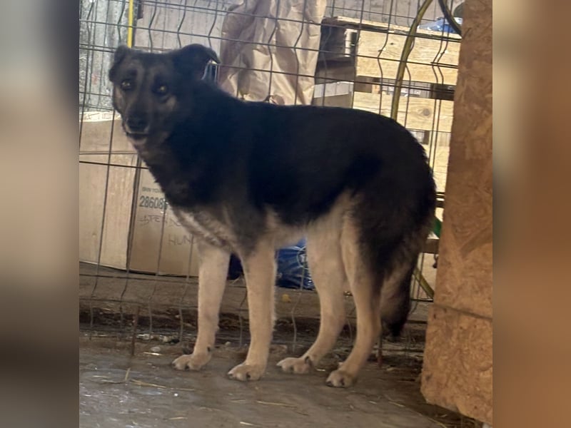 ⭐️GREY⭐️, Schüchterner Schatz, Hündin, 4 Jahre, 44 cm, Mischling, Tierschutz