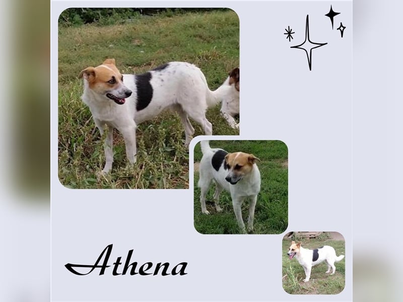 Athena sucht Dich!