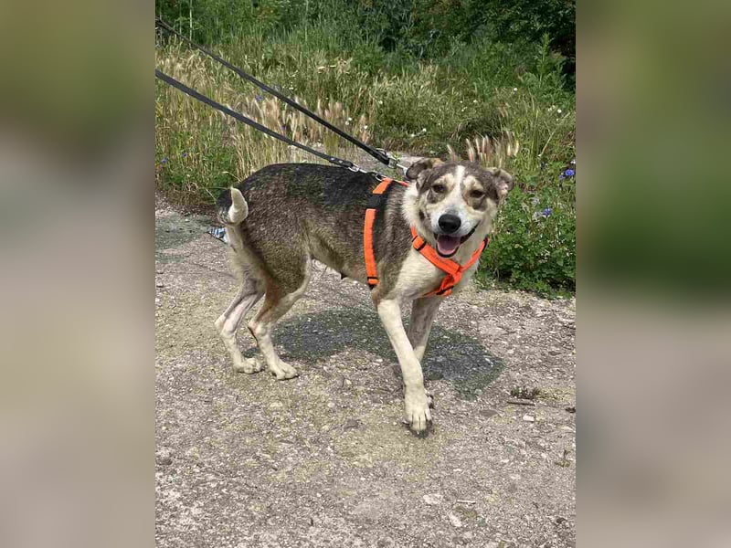 ⭐️ALINA⭐️, Hündin, 3 Jahre, 50 cm, Mischling, Tierschutz ⭐️ALINA⭐️, Hündin, 3 Jahre, 50 cm, Mischling, Tierschutz