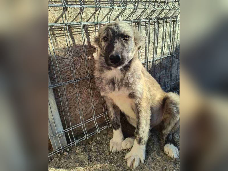 ⭐️HOPPI⭐️, Rüde, 5 Monate, 40 cm, Mischling, Tierschutz