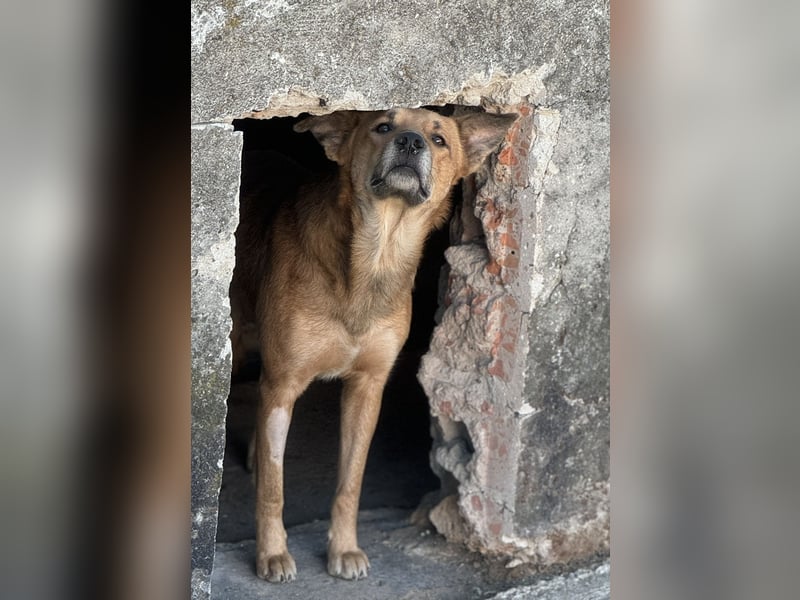⭐️FEIVEL⭐️, reizender Knopfaugen-Rüde, 4 Jahre, 46cm, Mischling, Tierschutz