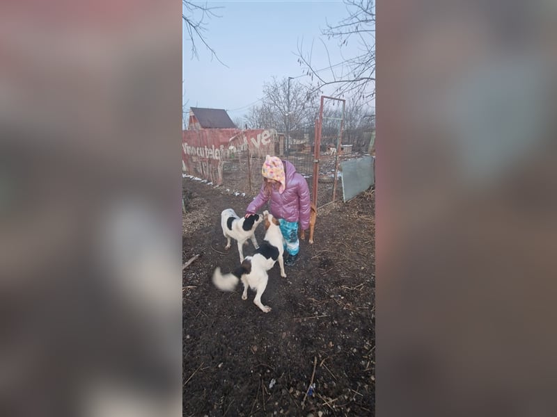 Hündin Lasmina lebt im Rudel in Rumänien