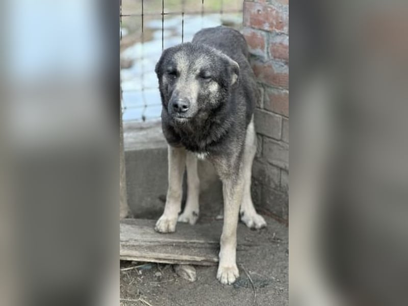 ⭐️GREY⭐️, Schüchterner Schatz, Hündin, 4 Jahre, 44 cm, Mischling, Tierschutz