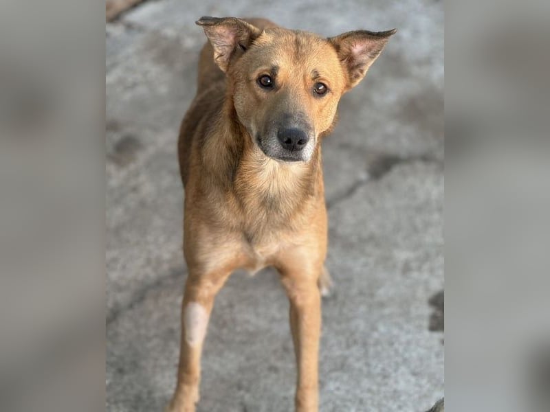 ⭐️FEIVEL⭐️, reizender Knopfaugen-Rüde, 4 Jahre, 46cm, Mischling, Tierschutz