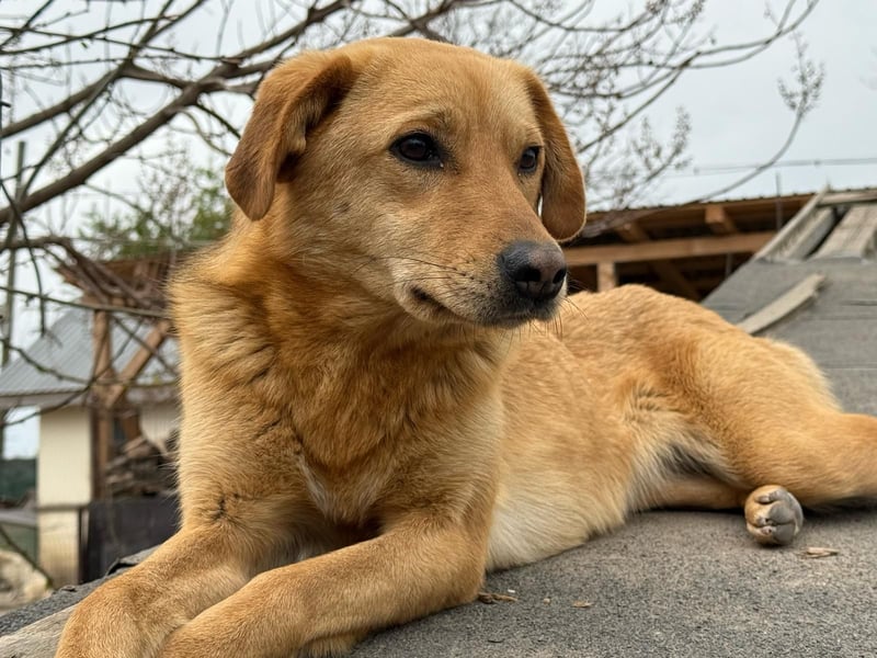 Hündin 219239 stellt sich vor