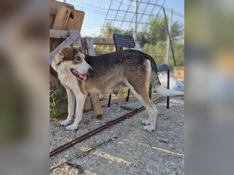 ⭐️ALINA⭐️, Hündin, 3 Jahre, 50 cm, Mischling, Tierschutz ⭐️ALINA⭐️, Hündin, 3 Jahre, 50 cm, Mischling, Tierschutz