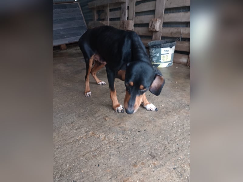 Flocke - So viel verloren, so viel Liebe zu geben