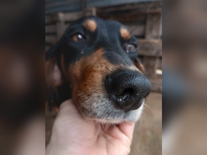 Flocke - So viel verloren, so viel Liebe zu geben