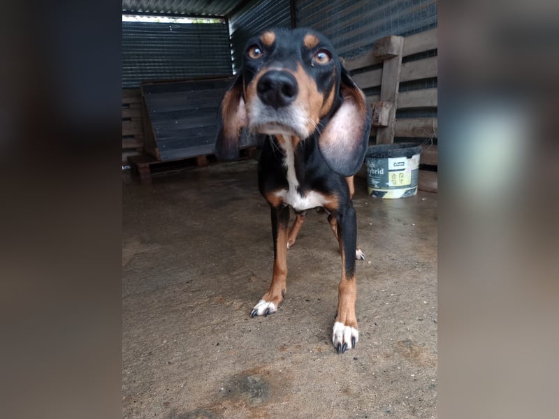 Flocke - So viel verloren, so viel Liebe zu geben