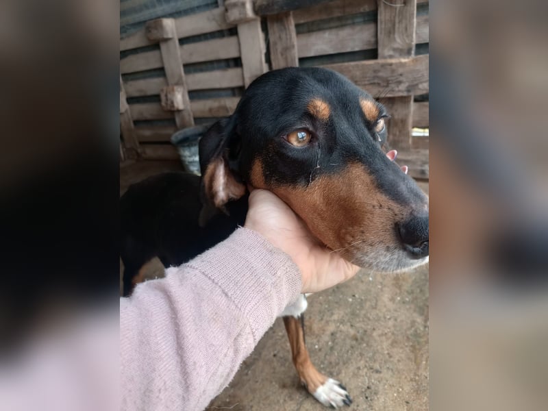 Flocke - So viel verloren, so viel Liebe zu geben