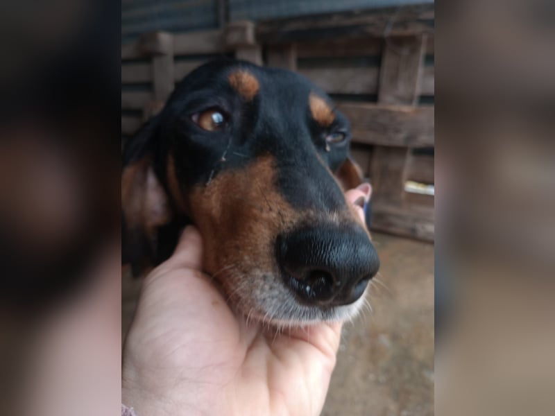 Flocke - So viel verloren, so viel Liebe zu geben