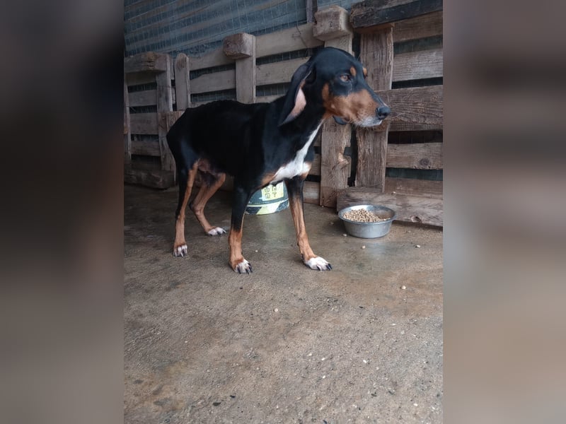 Flocke - So viel verloren, so viel Liebe zu geben