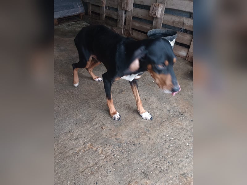 Flocke - So viel verloren, so viel Liebe zu geben