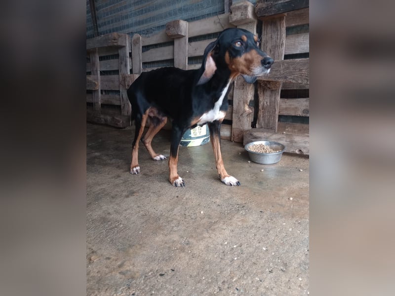 Flocke - So viel verloren, so viel Liebe zu geben